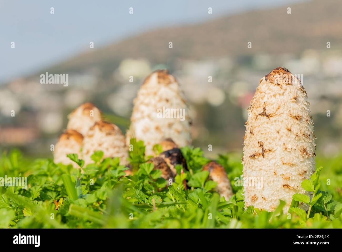 Schuss von tollen weißen Pilzen namens Dung Beetle in gewachsen Das Feld an einem sonnigen Tag Stockfoto