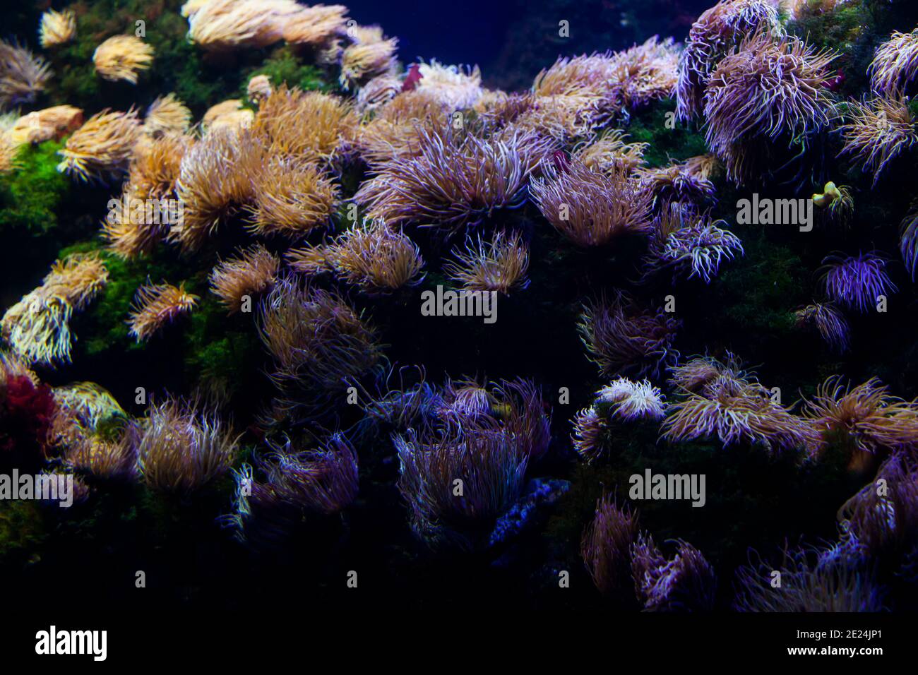Anemonen am Korallenriff Stockfoto