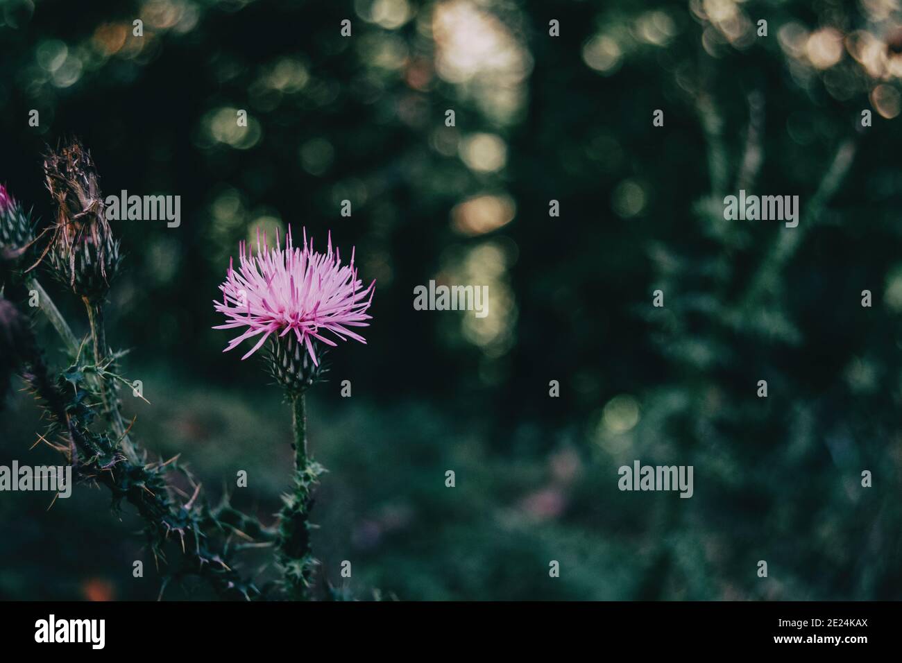 Schöne Flieder cirsium Blume auf einem dunklen Hintergrund in der Ein Stockfoto