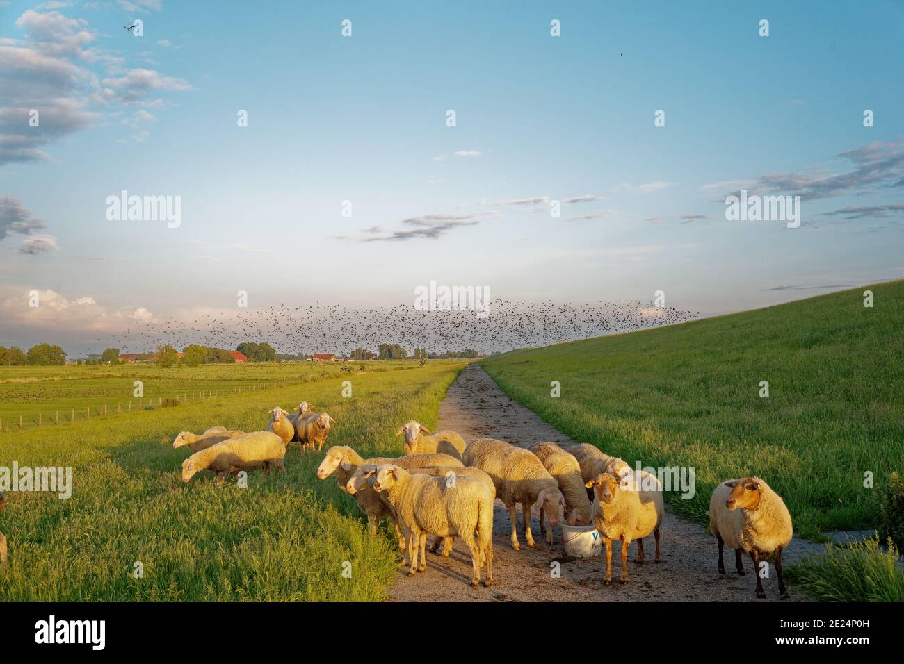 Stare und eine Herde Schafe stehen in einer Straße, Ostfriesland, Niedersachsen, Deutschland Stockfoto