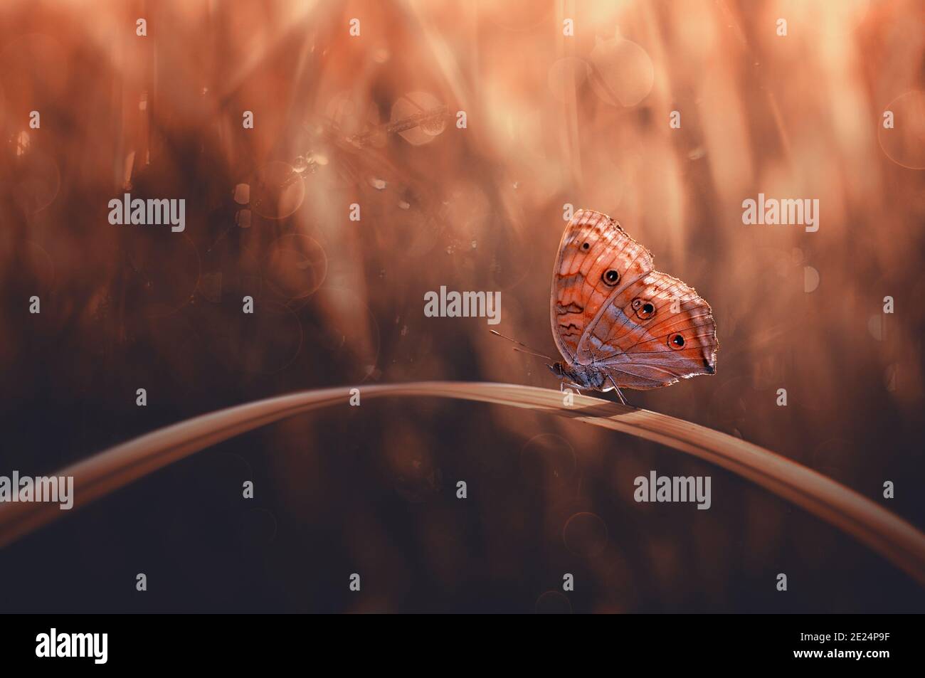 Nahaufnahme eines Schmetterlings auf einem Blatt, Indonesien Stockfoto