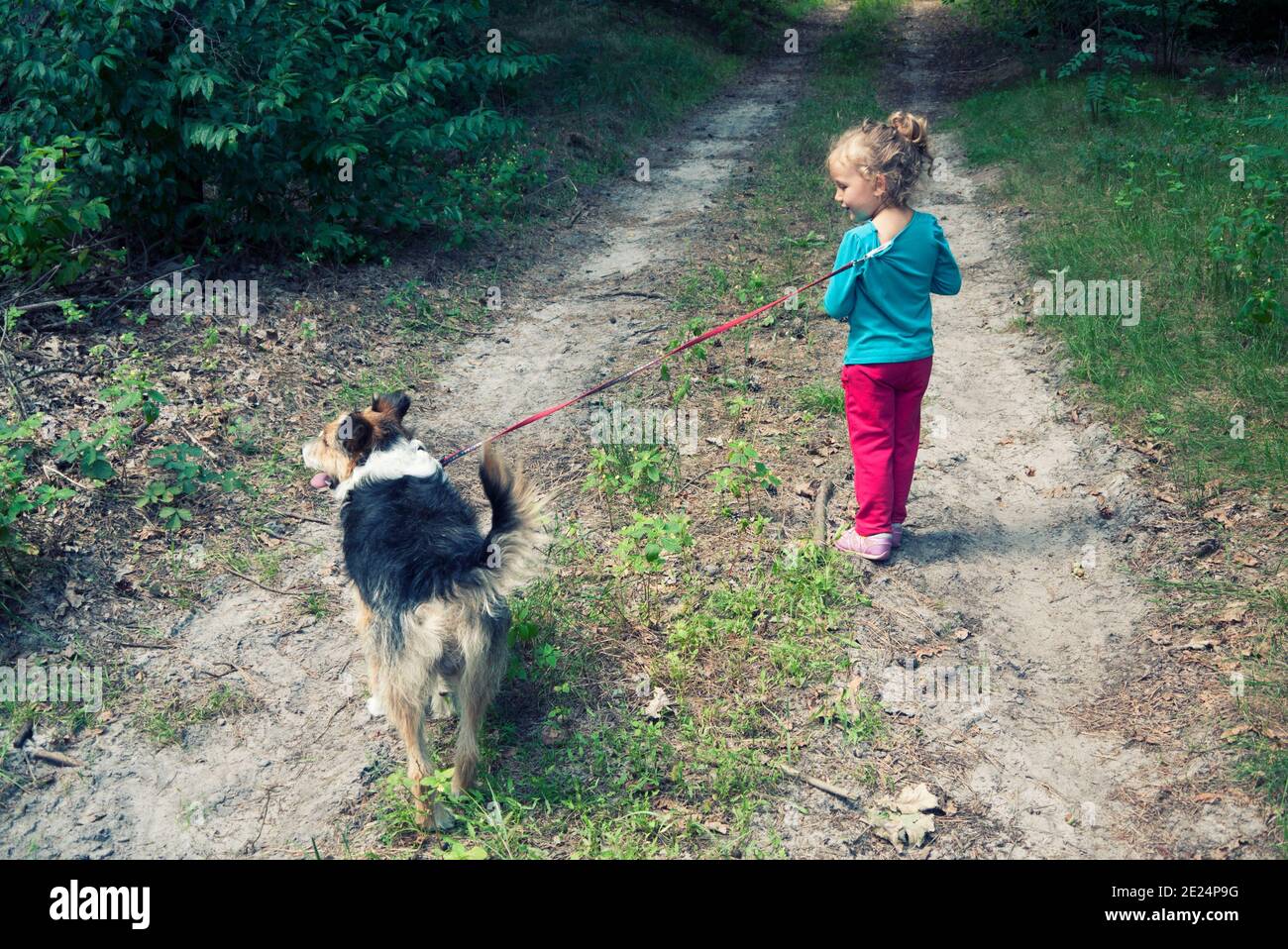 Rückansicht eines Mädchens, das mit seinem Hund im Wald läuft, Polen Stockfoto