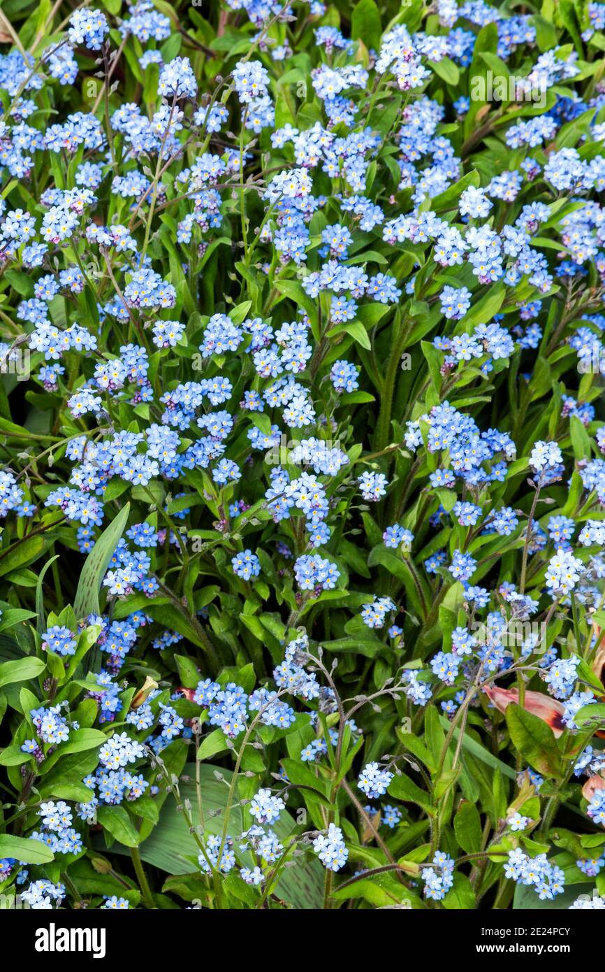 Vergiss mich nicht (myosotis sylvatica) eine im Frühling blühende Sommerpflanze mit einer blauen Frühlingsblume, die im April und Mai öffnet, Stock Foto Bild Stockfoto