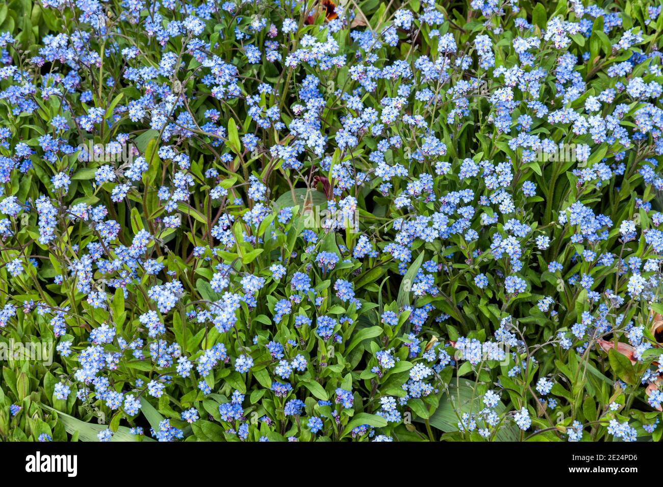 Vergiss mich nicht (myosotis sylvatica) eine im Frühling blühende Sommerpflanze mit einer blauen Frühlingsblume, die im April und Mai öffnet, Stock Foto Bild Stockfoto