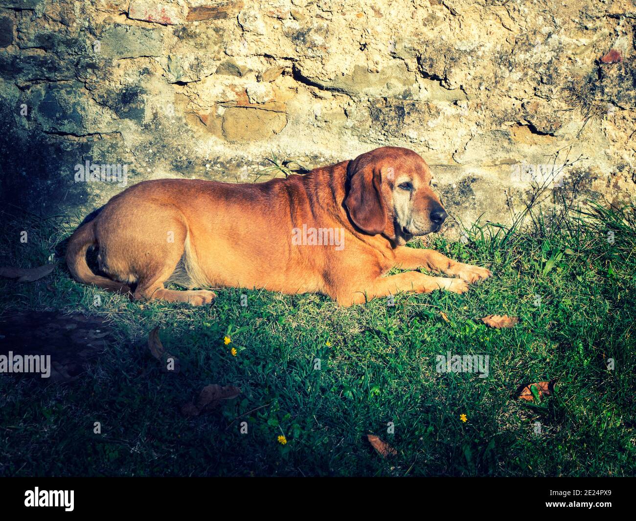 Hund In Der Sonne Liegen Stockfotos und -bilder Kaufen - Alamy