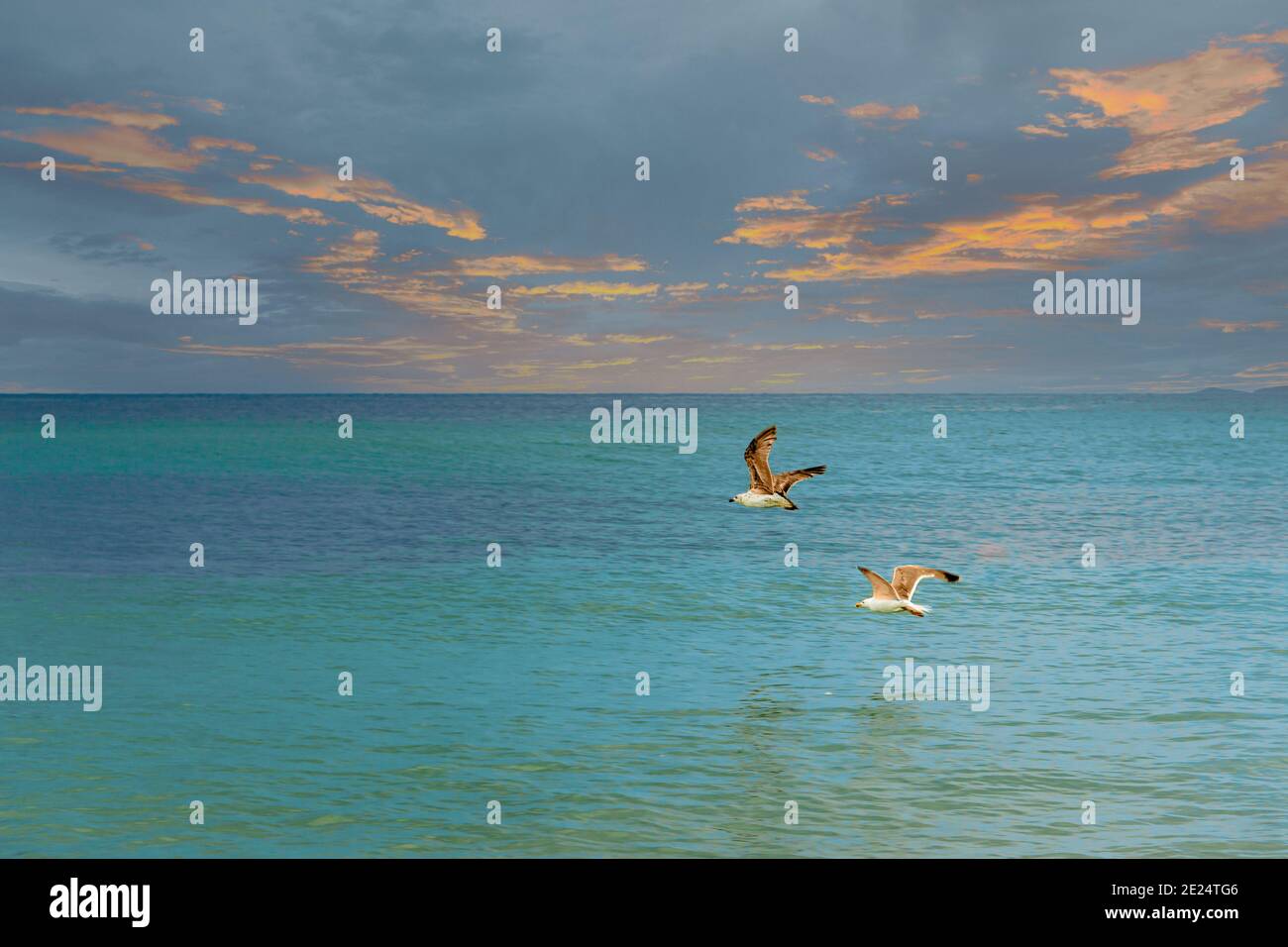 Zwei Möwen fliegen über das Meer, Bulgarien Stockfoto