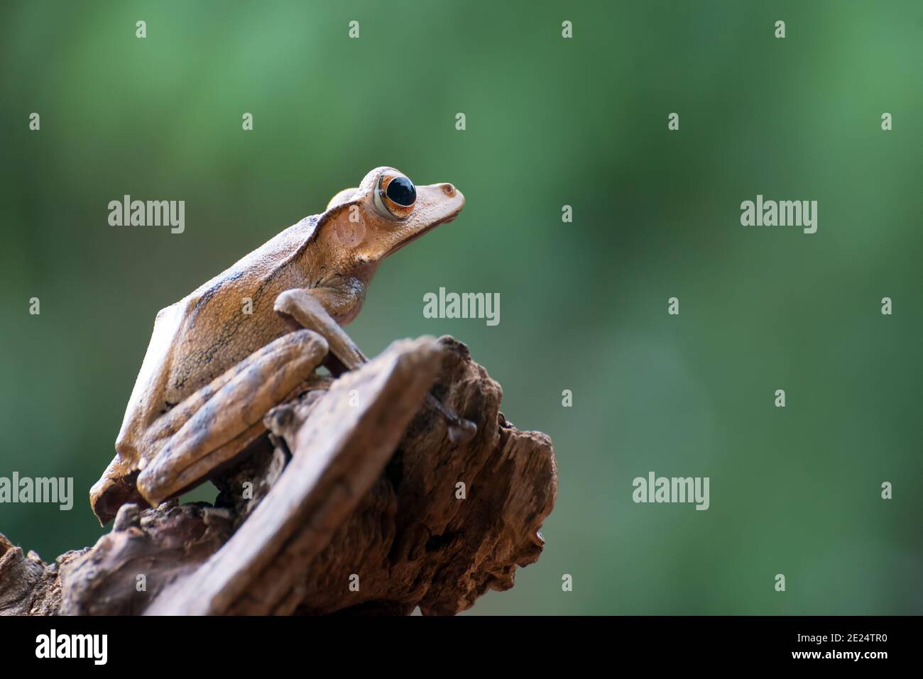 Borneo-Ohrfrosch auf einem Zweig, Indonesien Stockfoto