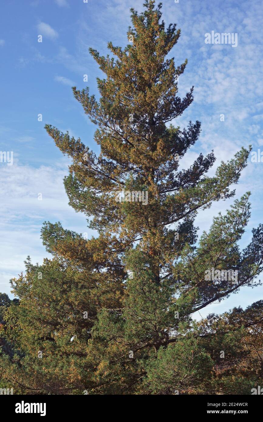 Verdrehte Weißkiefer (Pinus strobus 'torulosa'). Auch verdrehte Ostkiefer genannt Stockfoto