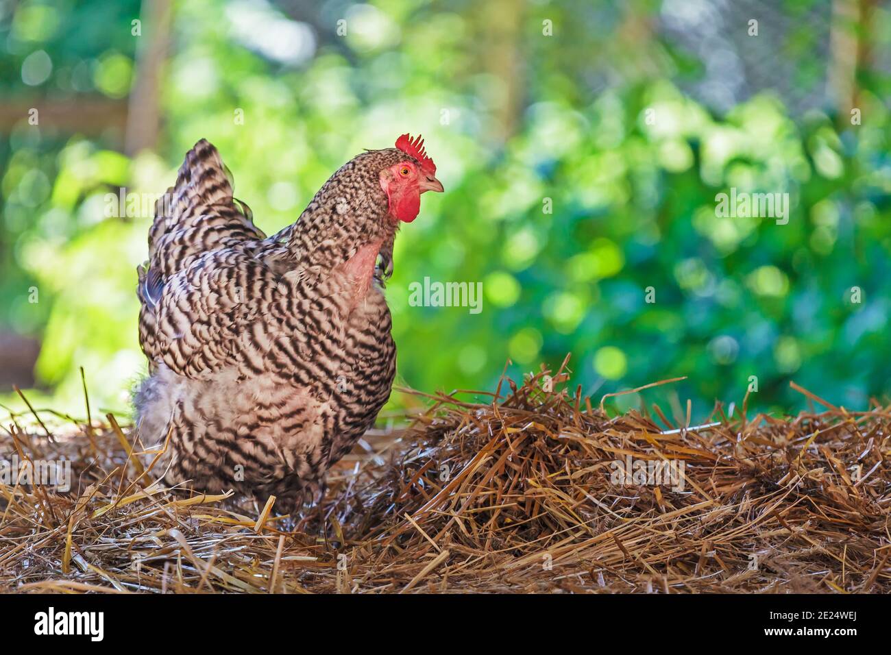 Weiß mit grauem Huhn auf Heu auf einem freien Fuß Bereich Bauernhof Stockfoto