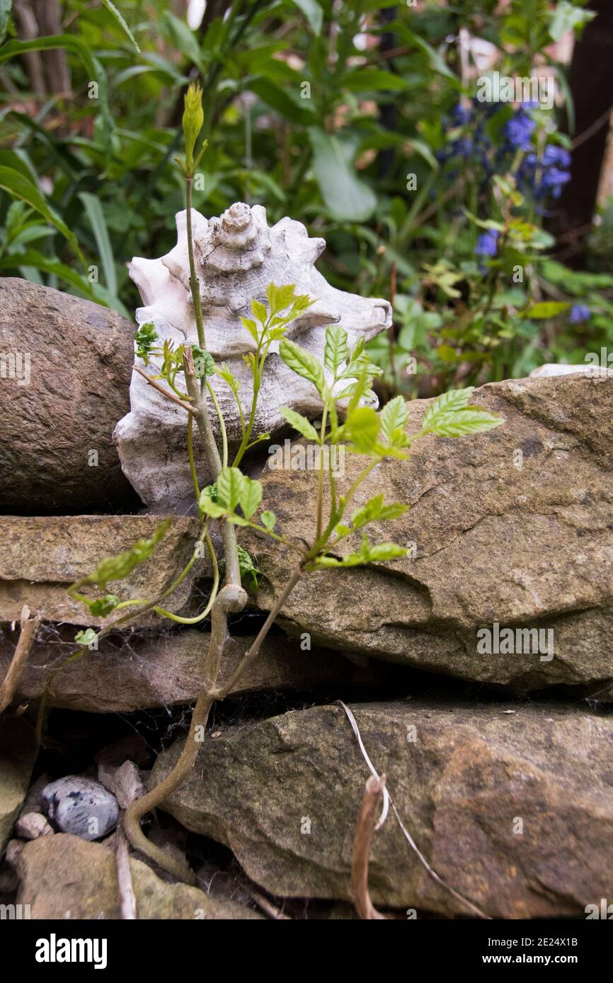 Eine weiße Muschel eine Spitze einer Felswand beginnt von Pflanzen, Bluebells und einem Eschenbaum-Sämling überwuchert zu werden, der zwischen den Lücken im dr wächst Stockfoto