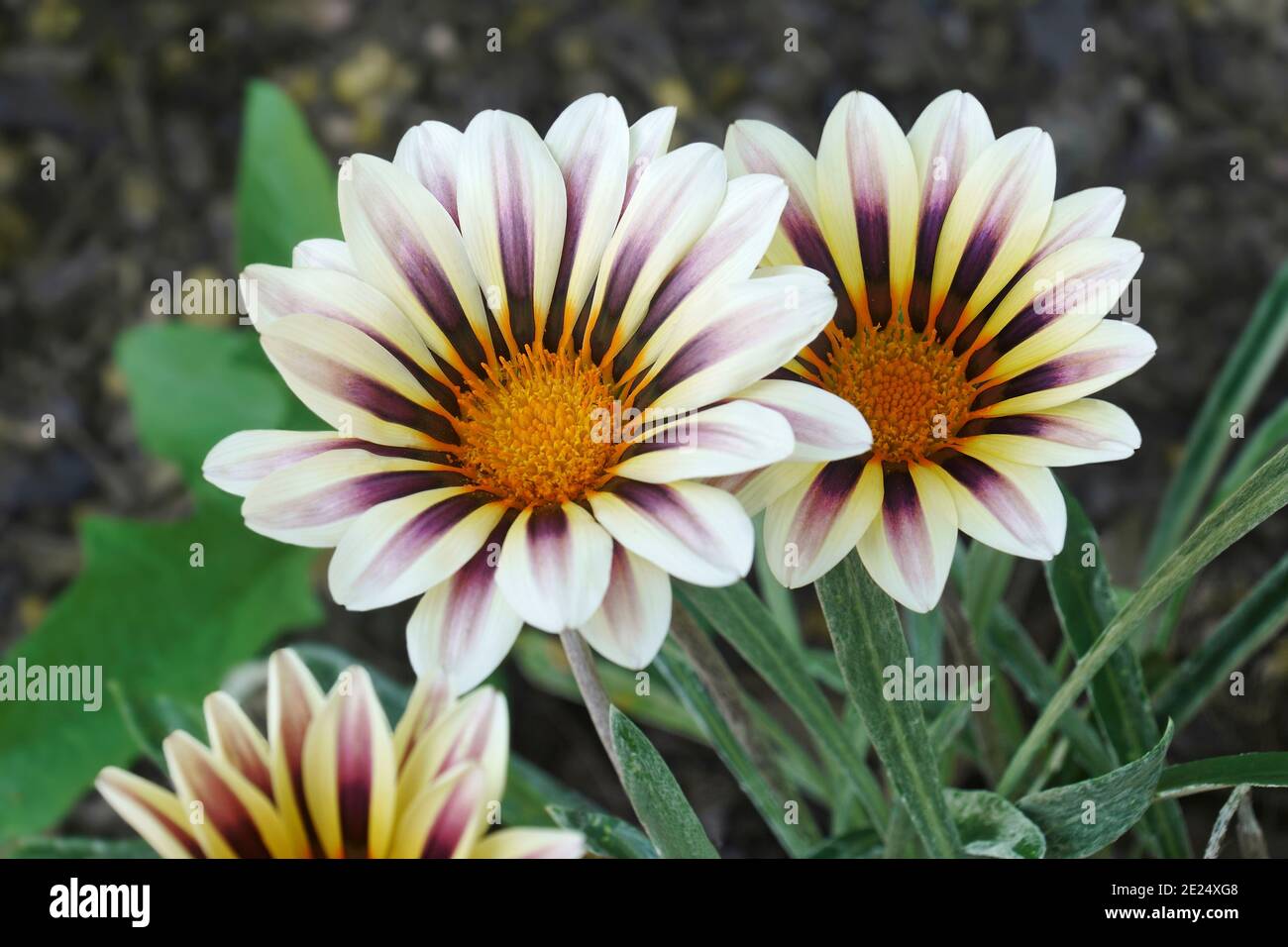 Schatzblume (Gazania rigens). Ein weiterer wissenschaftlicher Name ist Gazania splendens Stockfoto