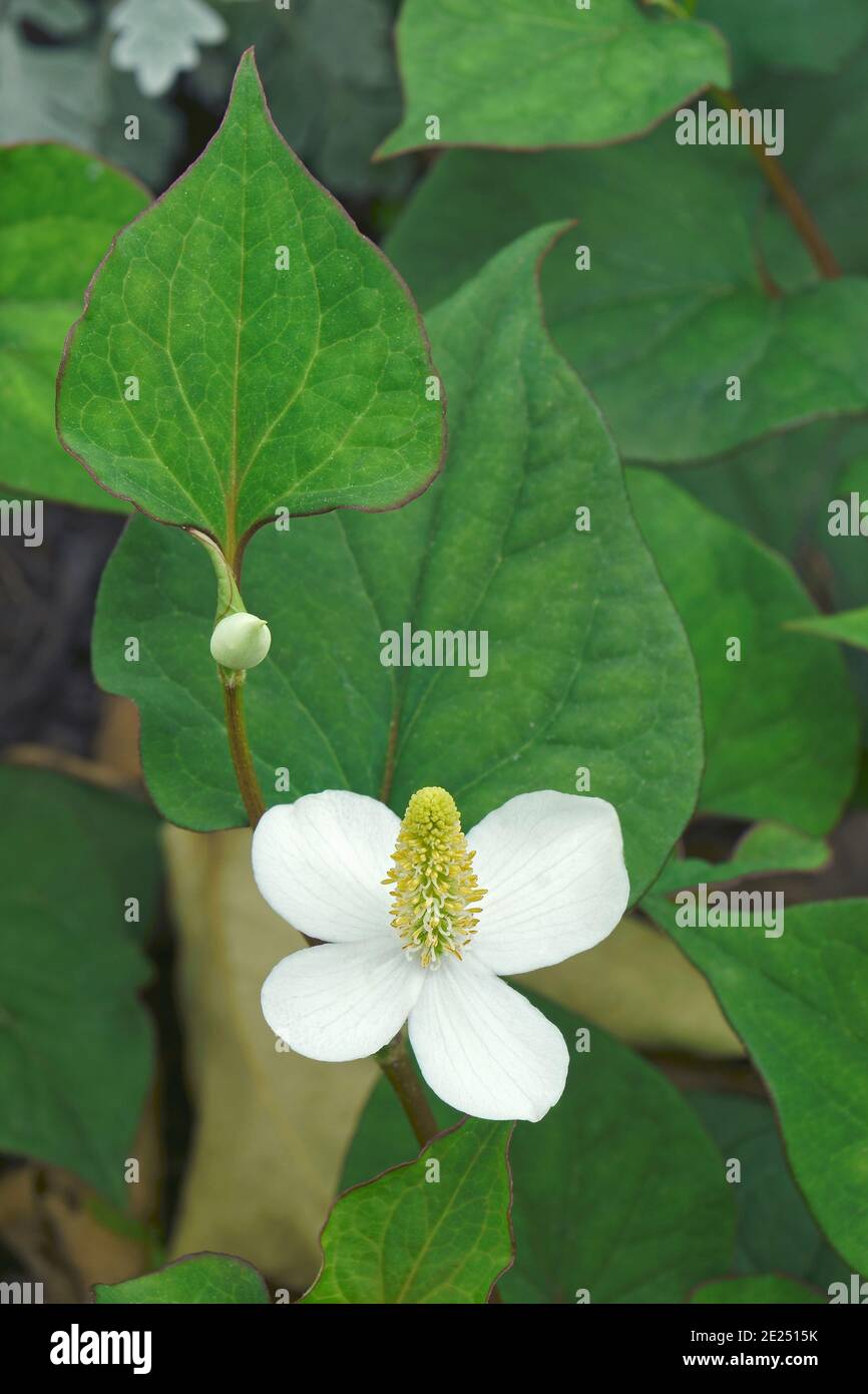 Chamäleon Pflanze Stockfotos und -bilder Kaufen - Alamy