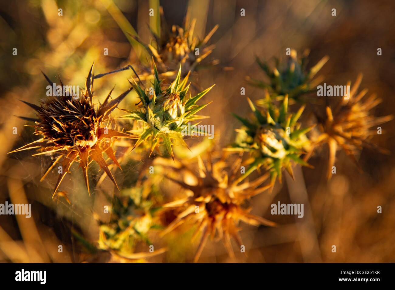 Stacheldistel mit sterbenden Blütenköpfen. Stockfoto