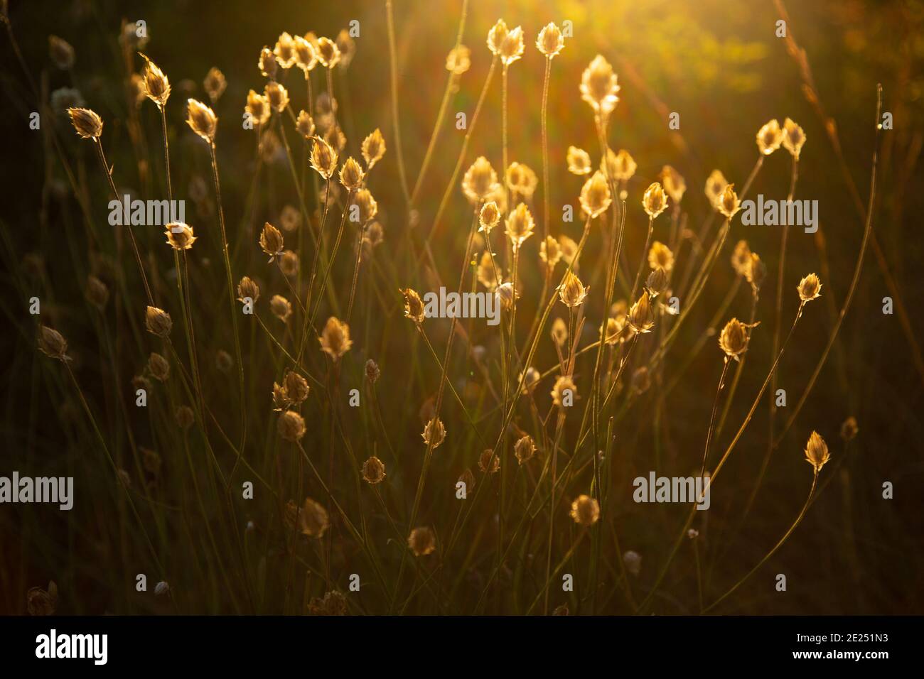 Wunderschöne Wildblumen, die von der untergehenden Sommersonne hervorgehoben werden Stockfoto