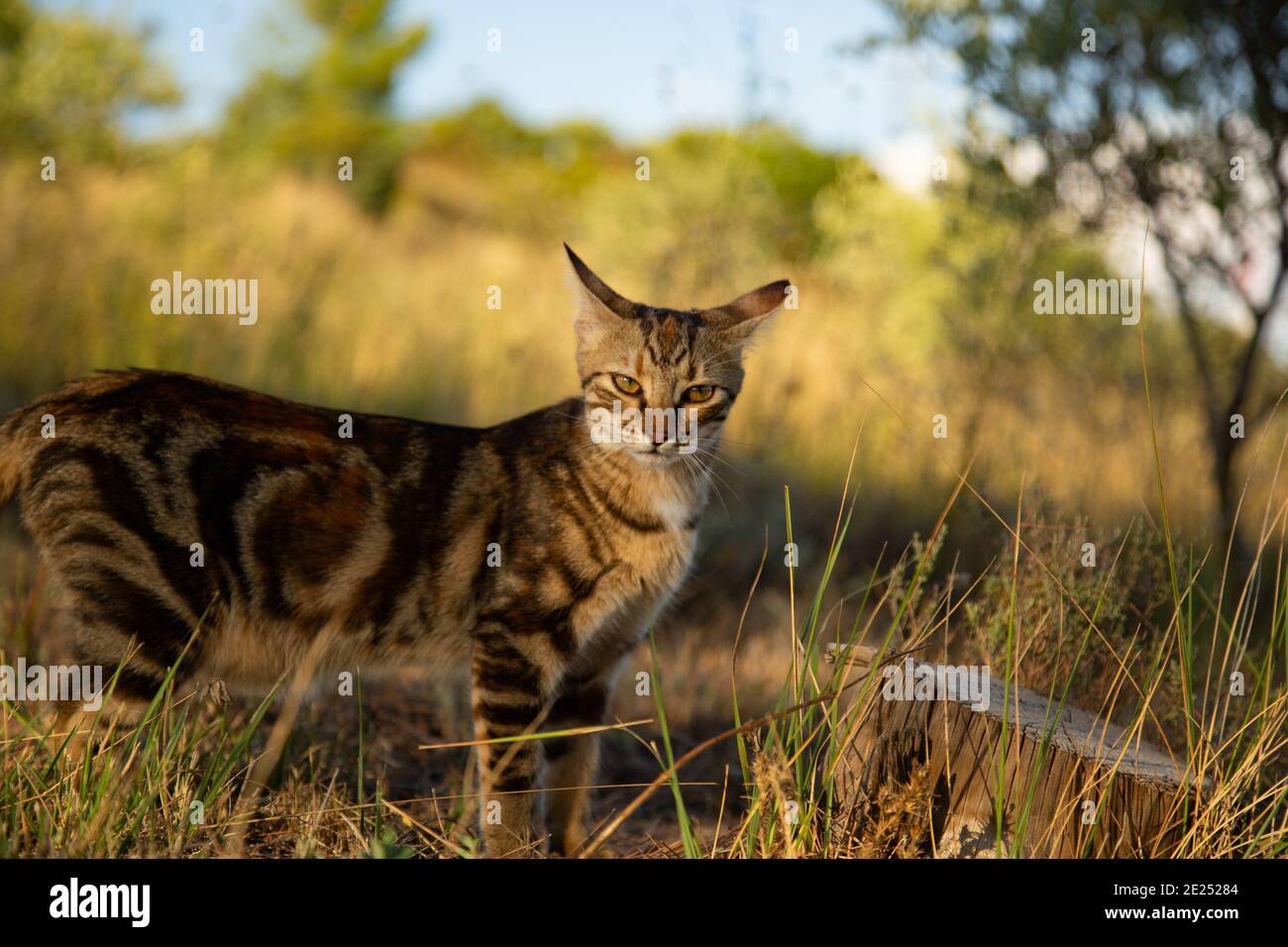 Tabby Cat auf einem sonnigen Hügel wild aussehend. Stockfoto