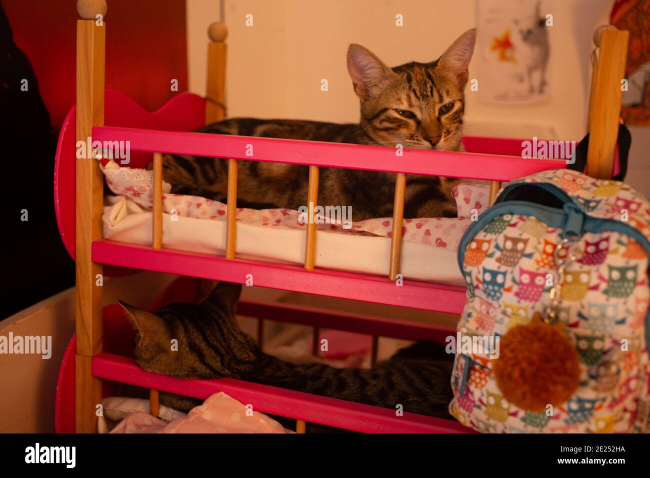 Junge süße Katzen im Puppenbett. Zwei Geschwisterjungen Katzen machen es sich auf einem Kinderspielzeug-Etagenbett gemütlich. Stockfoto