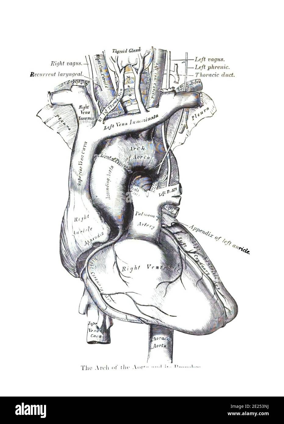 Struktur eines menschlichen Herzens aus einem Atlas des Menschen Anatomie isoliert auf weißem Hintergrund Stockfoto