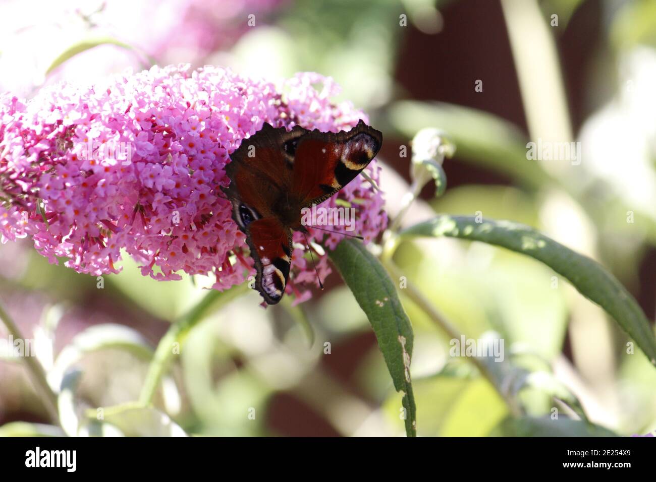 Selektive Fokusaufnahme eines papillon-Schmetterlings auf einer Buddleia Blume Stockfoto