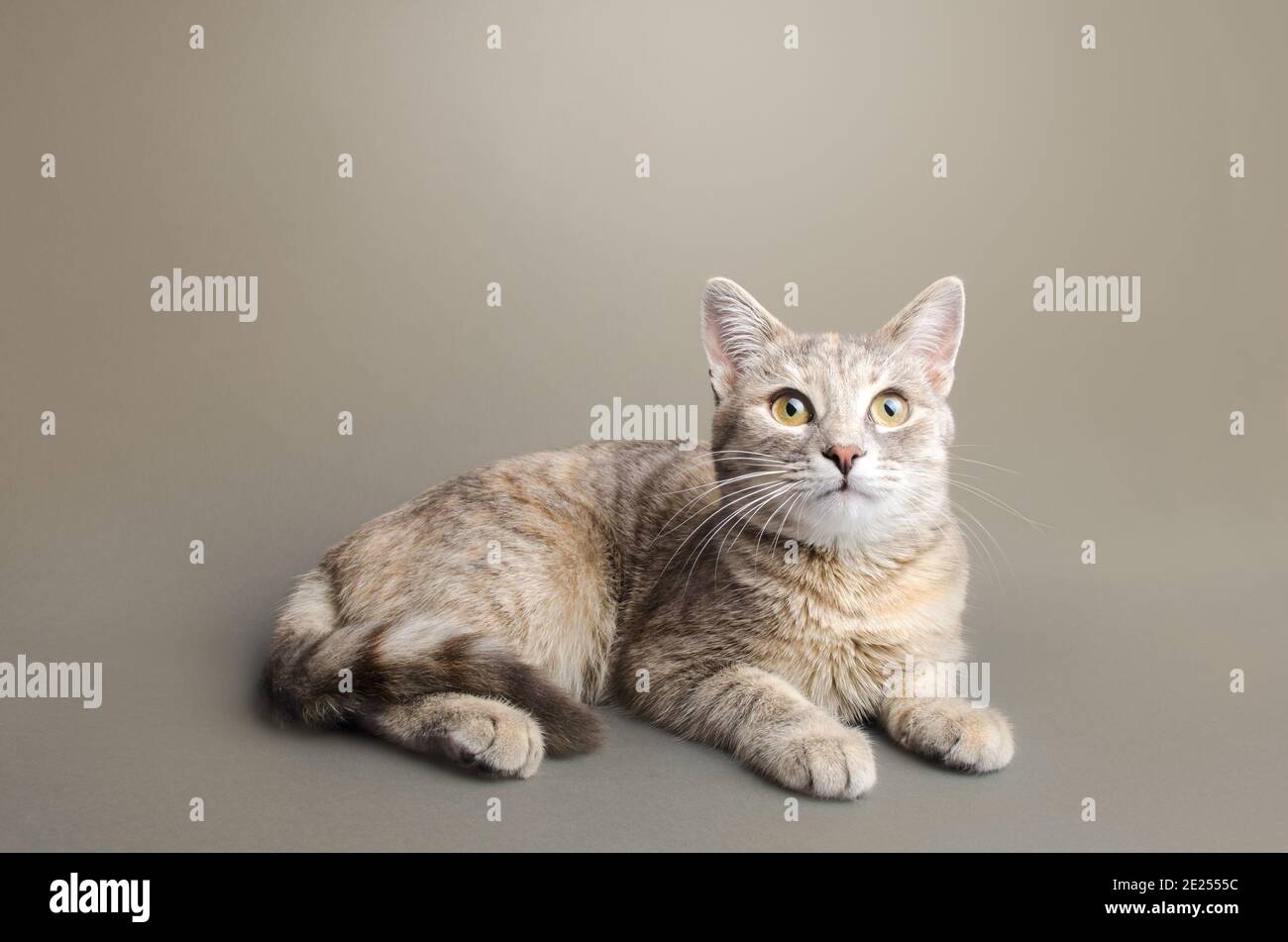 Eine niedliche gestreift gestromte graue Kurzhaarkatze liegt auf einem grau-beigen Hintergrund. Tierporträt. Haustier neugierig suchen. Für Text platzieren. Speicherplatz kopieren Stockfoto