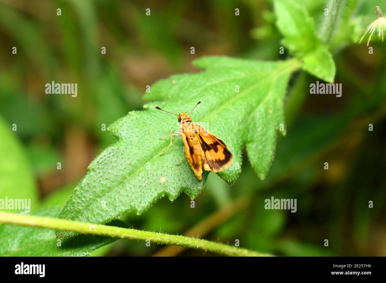 Orange Skipper Rest auf grünem Blatt Stockfoto