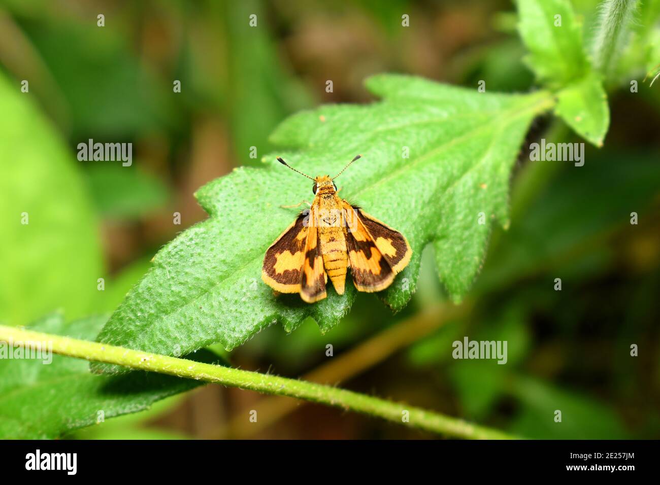 Orange Skipper Rest auf grünem Blatt Stockfoto