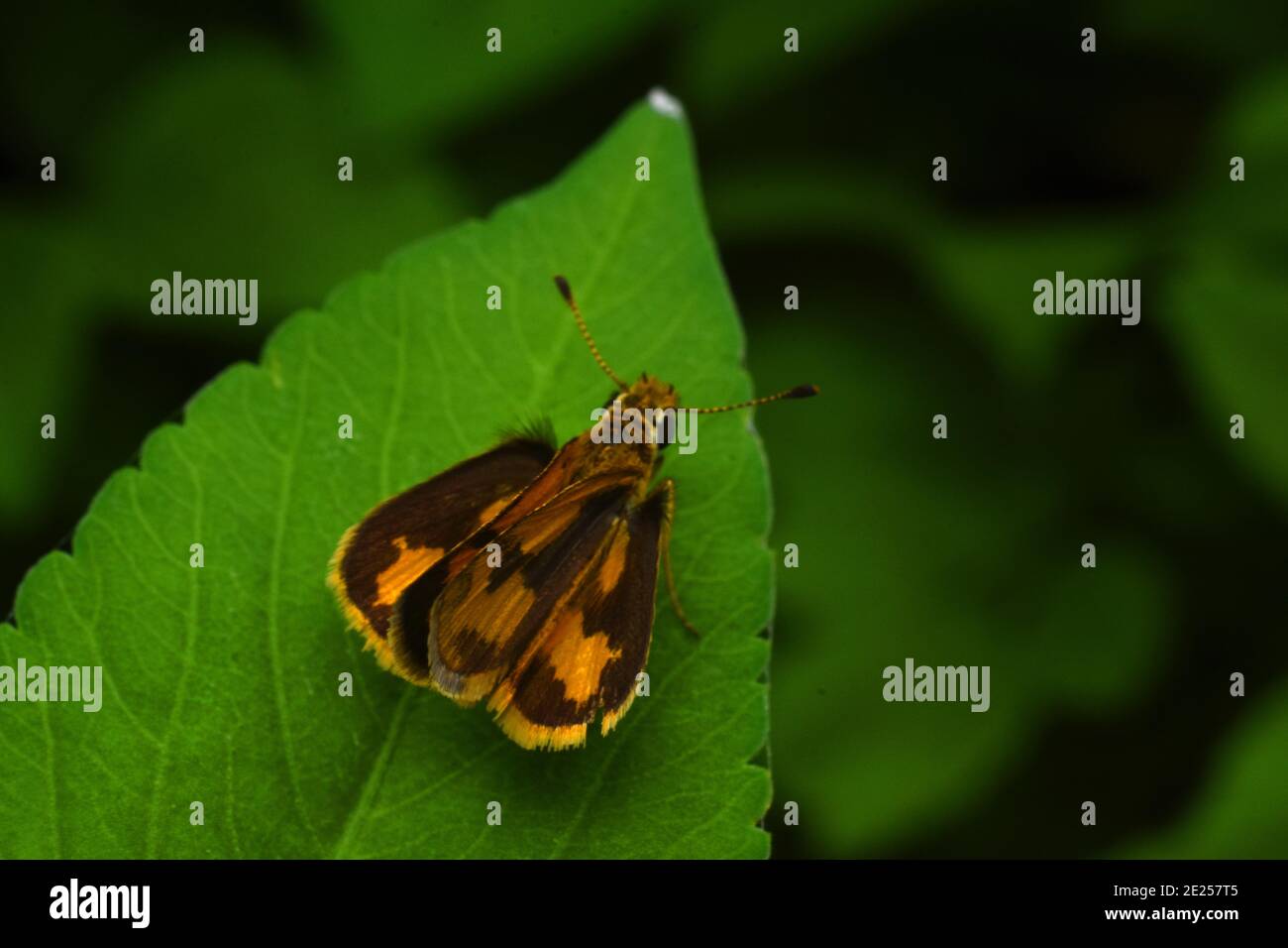 Orange Skipper Rest auf grünem Blatt Stockfoto
