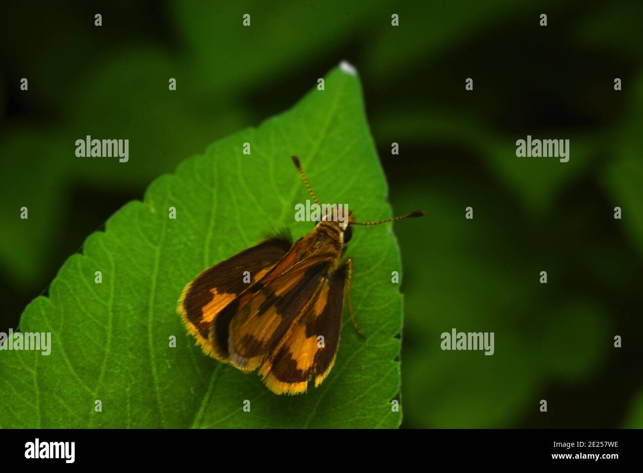 Orange Skipper Rest auf grünem Blatt Stockfoto