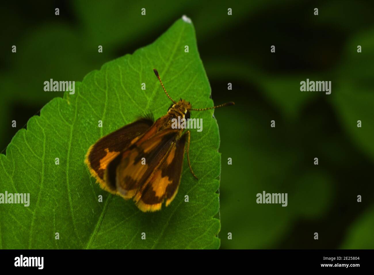 Orange Skipper Rest auf grünem Blatt Stockfoto