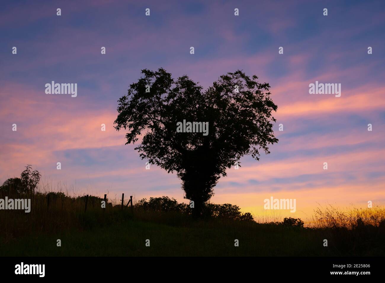 Silhouette eines Baumes in der Schppe eines Herzens bei Sonnenuntergang. Valentinskarte Stockfoto