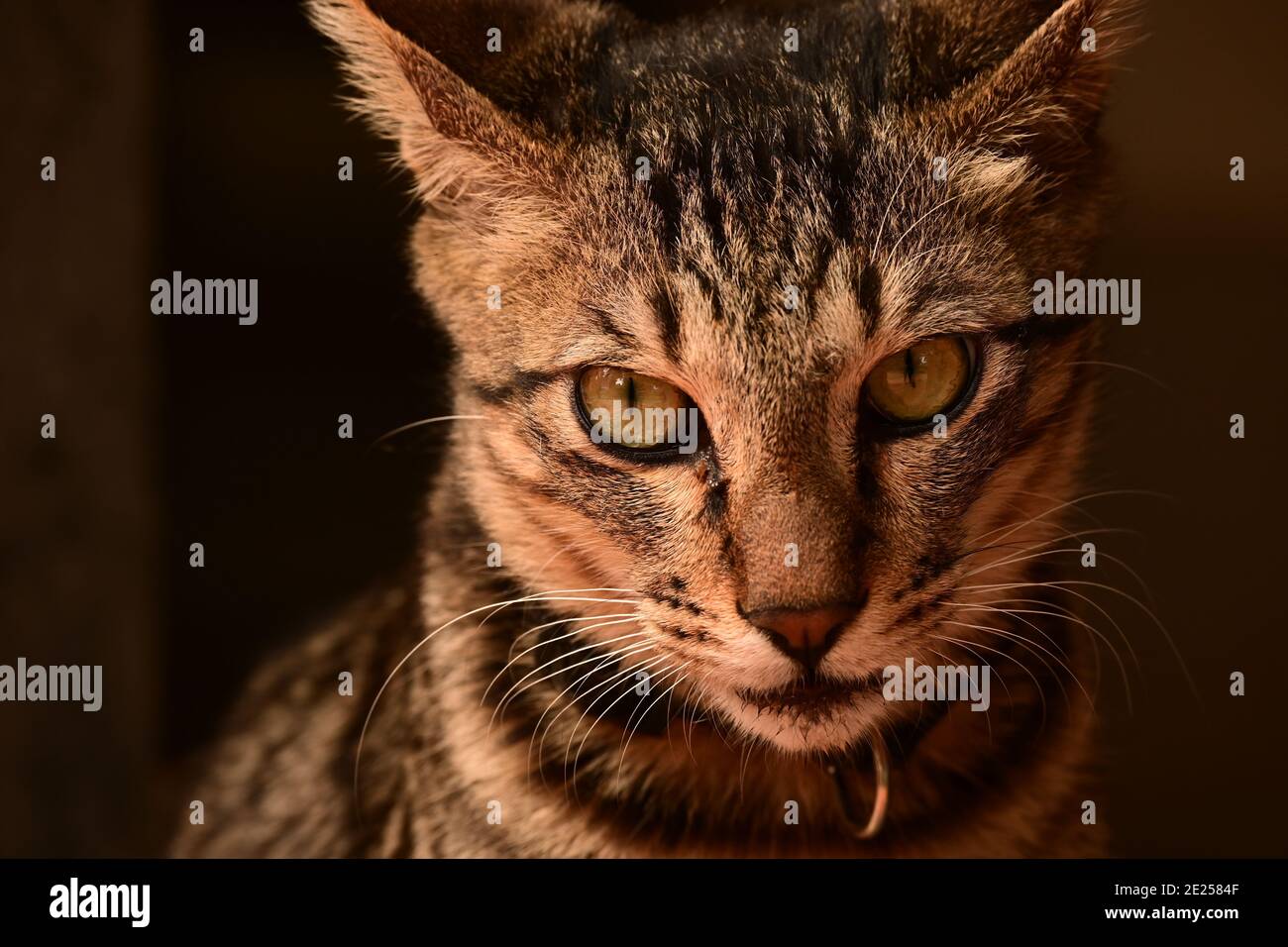 Katze-Portrait Stockfoto