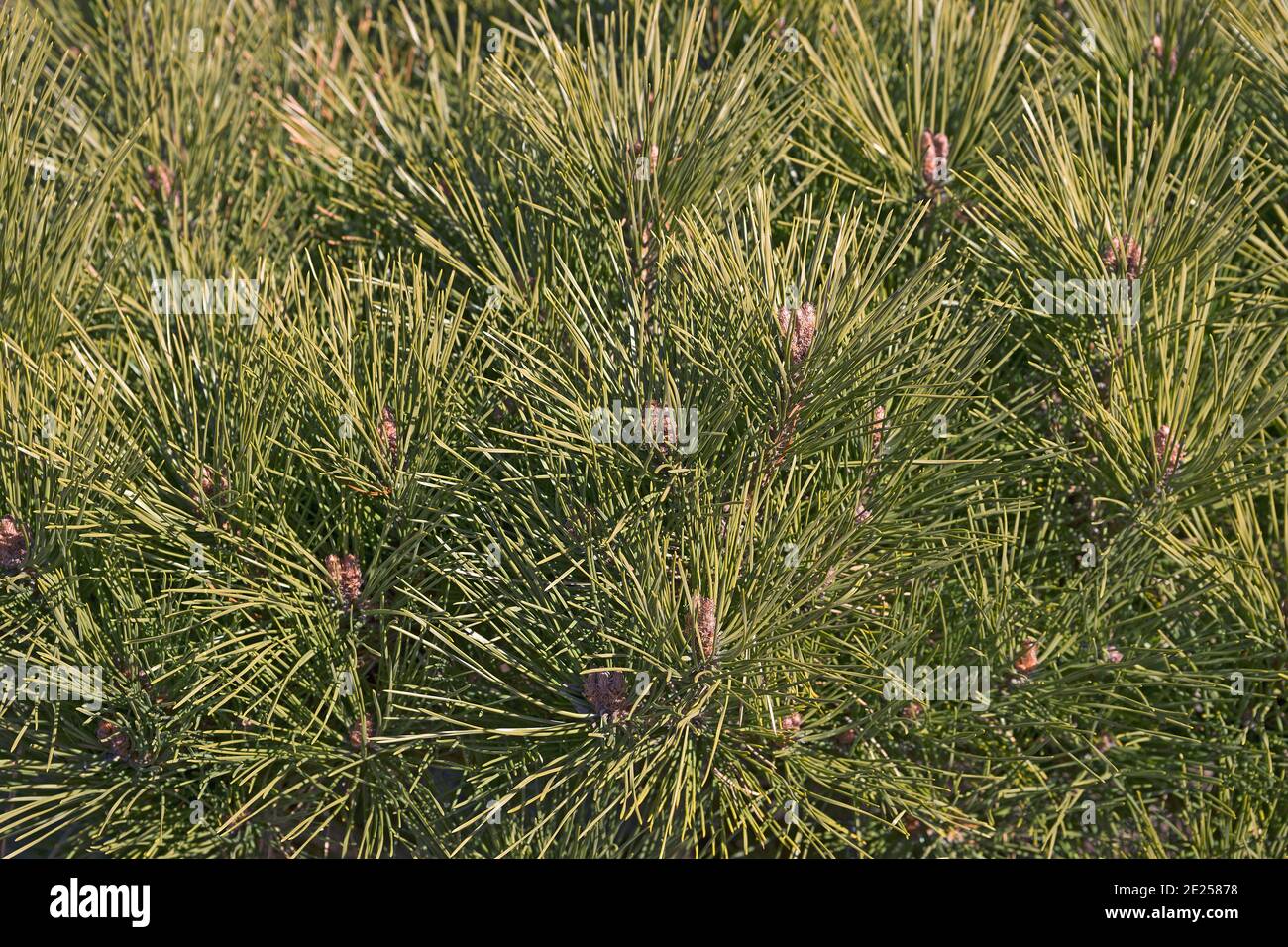 Globus japanische Rotkiefer (Pinus densiflora 'globosa') Stockfoto