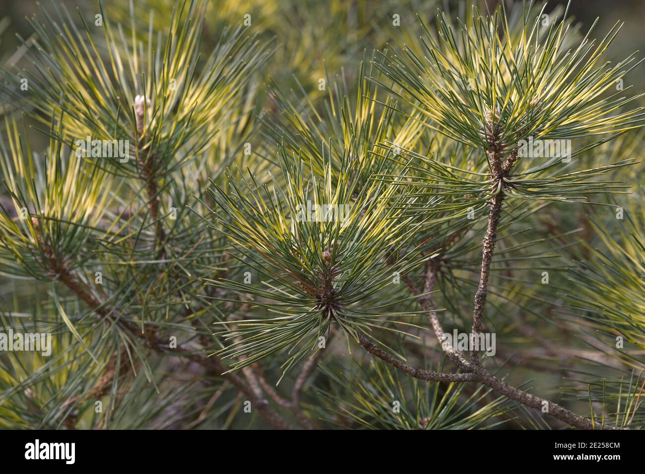 Beni Kujaku japanische Kiefer (Pinus x densi-thunbergii 'Beni Kujaku'). Hybrid zwischen Pinus densiflora und Pinus thunbergii Stockfoto