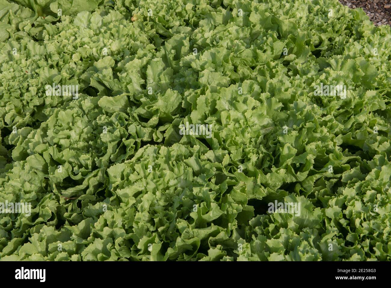 Hintergrund oder Textur des selbst angebauten Bio-Blattgemüse Endive Sorte 'Natacha' (Cichorium endivia) wächst in einem Gemüsegarten Stockfoto