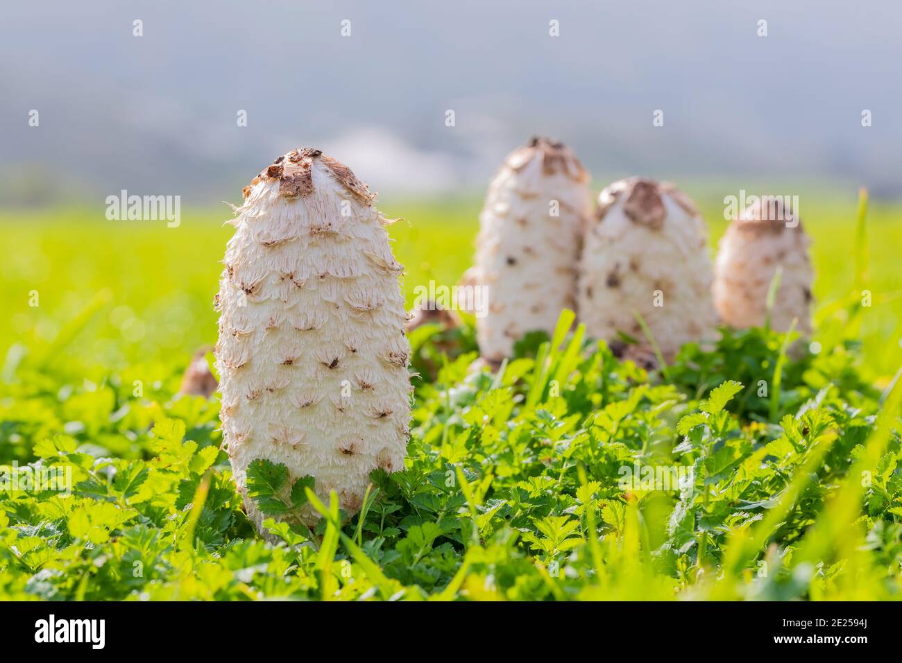Schuss von tollen weißen Pilzen namens Dung Beetle in gewachsen Das Feld an einem sonnigen Tag Stockfoto