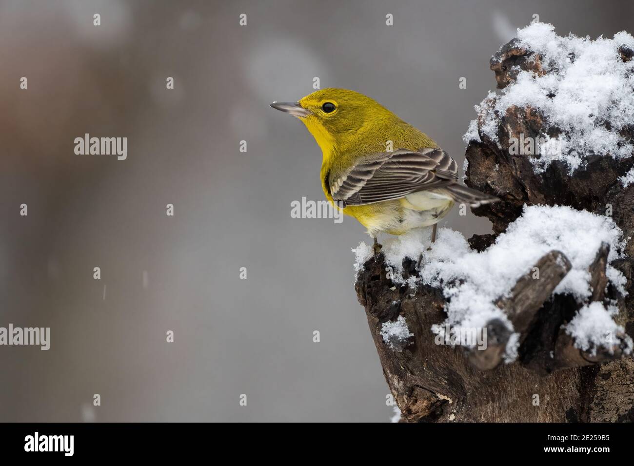 Kiefersänger im Schnee Stockfoto