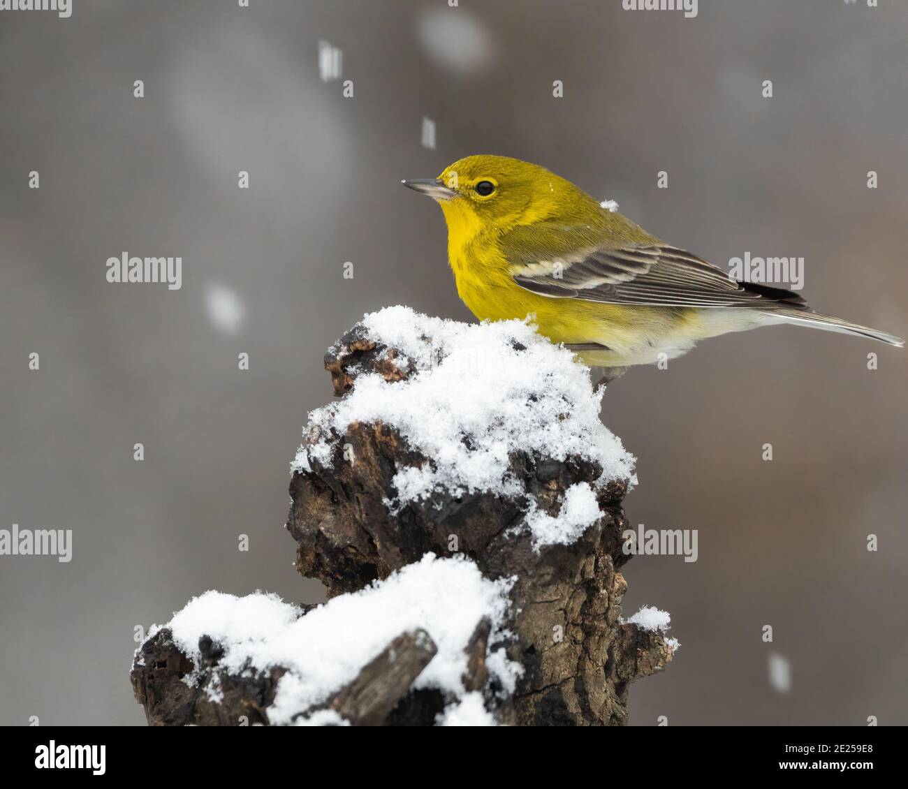 Ein Waldsänger im Winterschnee. Stockfoto