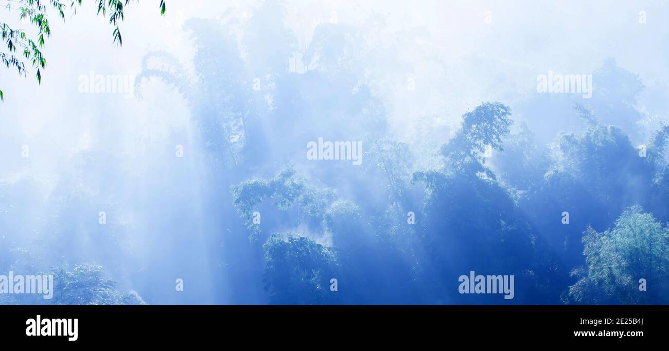 Ein ruhiger Bambuswald in blau neblig, sanfter Sonnenaufgang scheint auf Ästen von Bambusbäumen, Sonnenlicht brennend aus dem Tau auf Bambusblättern. Stockfoto