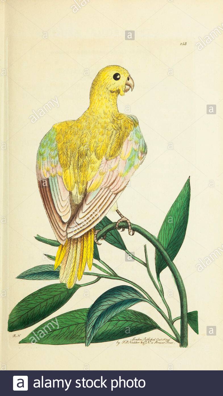 Blauer Sittich (Psittacus pallidus), Vintage Illustration veröffentlicht in der Naturalist's Miscellany von 1789 Stockfoto