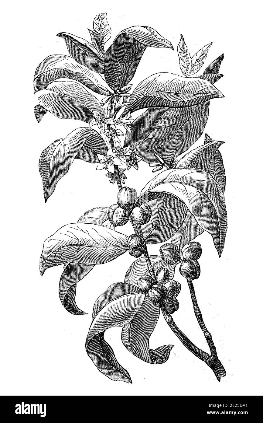 Zweig des Kaffeebusches, Coffea arabica, Illustration von 1870 / Zweig des Kaffeestrauchs, Coffea arabica, Illustration aus dem Jahr 1870, Historisch, historisch, digital verbesserte Reproduktion eines Originals aus dem 19. Jahrhundert / digitale Reproduktion einer Originalvorlage aus dem 19ten Jahrhundert. Jahrhundert, Stockfoto