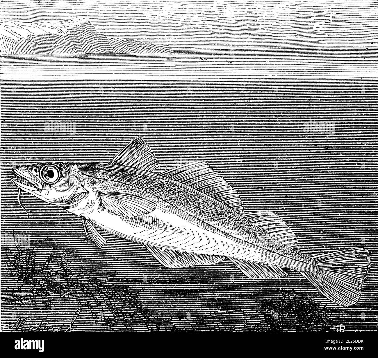 Atlantic cod / Atlantischer Kabeljau oder Dorsch, Gadus morhua, in einer Illustration aus dem Jahr 1870, Historisch, historisch, digital verbesserte Reproduktion eines Originals aus dem 19. Jahrhundert / digitale Reproduktion einer Originalvorlage aus dem 19ten Jahrhundert. Jahrhundert, Stockfoto