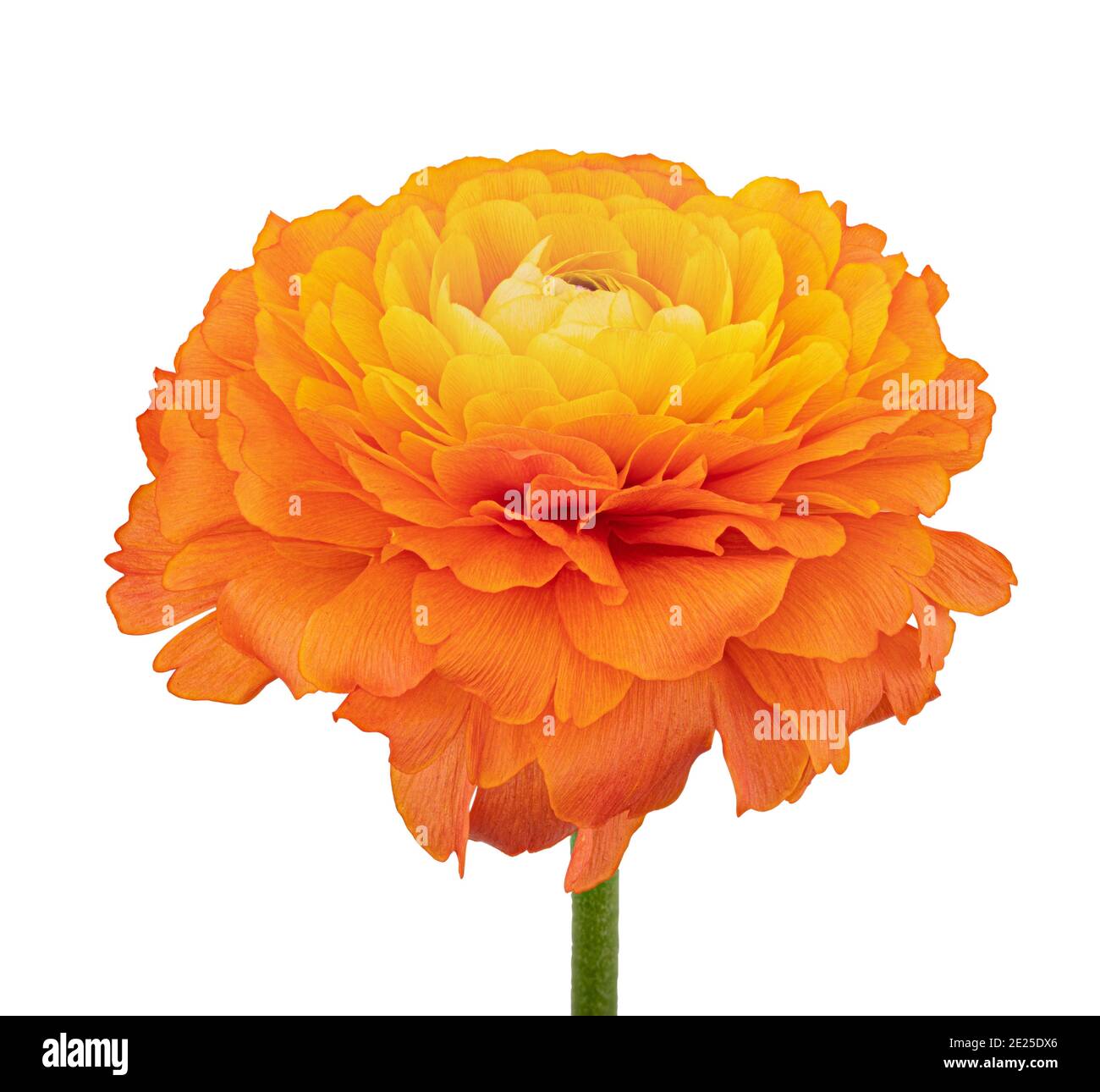 Schmetterlingsblume isoliert auf weißem Hintergrund. Beschneidungspfad Stockfoto