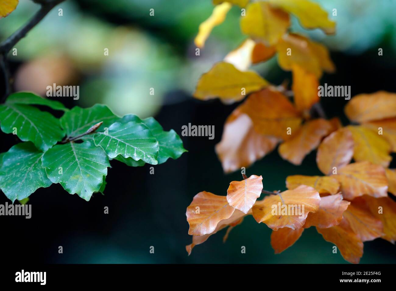 Schöne bunte Blätter auf Bäumen im Herbst. Natürlicher, saisonaler Hintergrund. Frankreich. Stockfoto