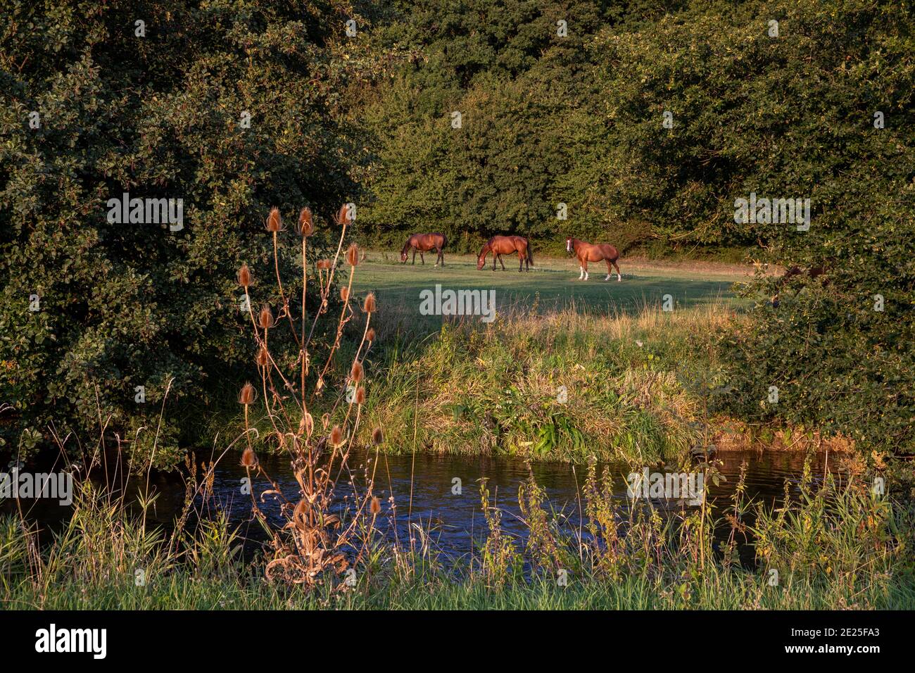 Risle Flusstal, Eure, Frankreich, Spätsommer Stockfoto