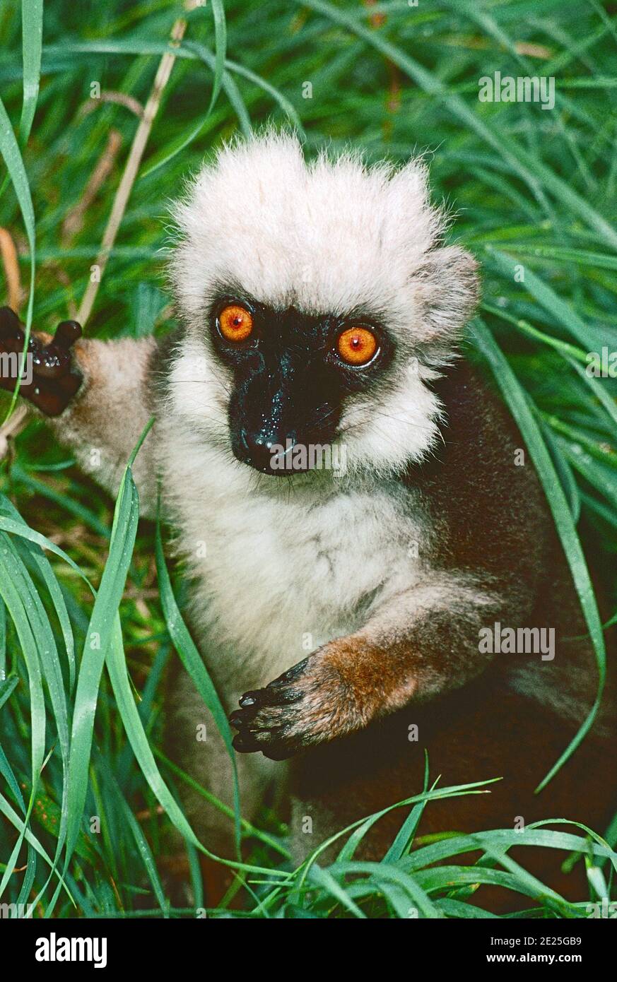 Männchen Weißstirniger Brauner Lemur (Eulemur albifrons,) aus Nordost-Madagaskar. Gefährdet. Stockfoto