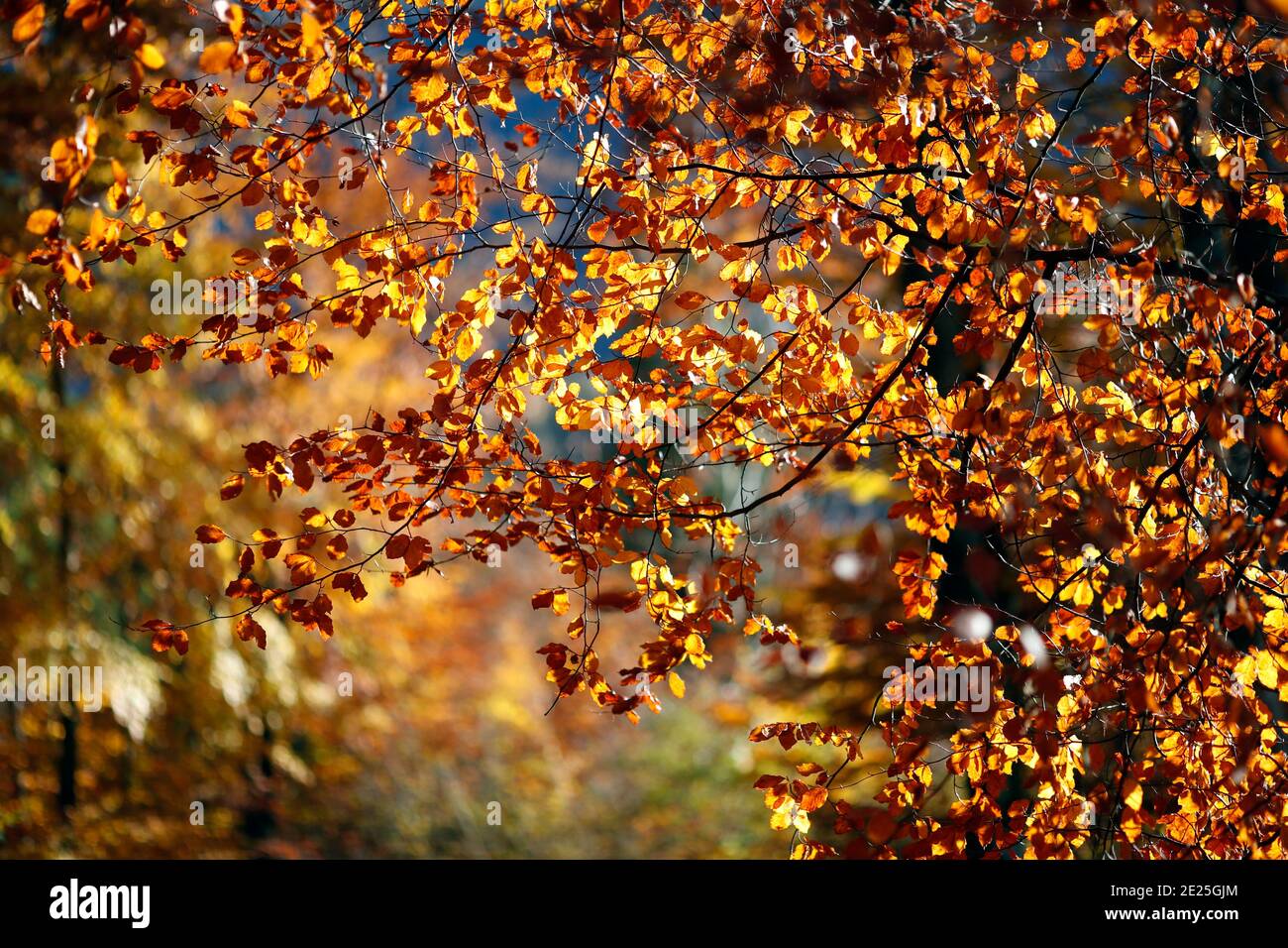 Schöne bunte Blätter auf Bäumen im Herbst. Natürlicher, saisonaler Hintergrund. Frankreich. Stockfoto