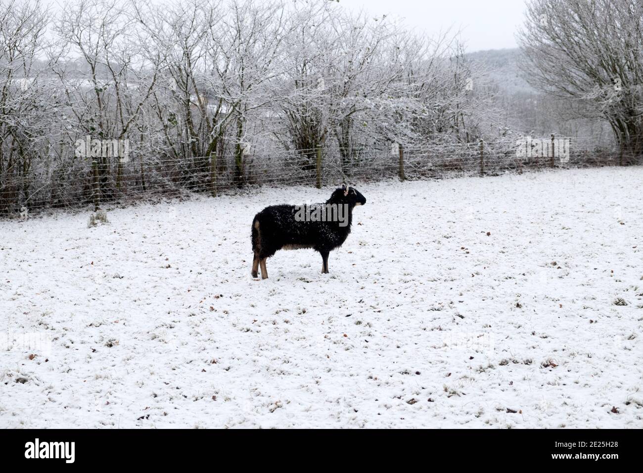 Schwarze Welsh Mountain Schafe Mutterschafe stehen in weißen Winterschnee Landschaft in ländlicher Landschaft in Carmarthenshire Dezember 2020 Wales Großbritannien KATHY DEWITT Stockfoto