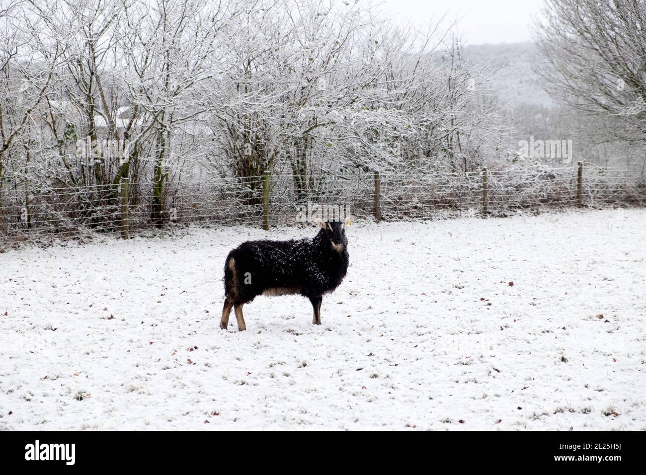 Schwarze Welsh Mountain Schafe Mutterschafe stehen in weißen Winterschnee Landschaft in ländlicher Landschaft in Carmarthenshire Dezember 2020 Wales Großbritannien KATHY DEWITT Stockfoto