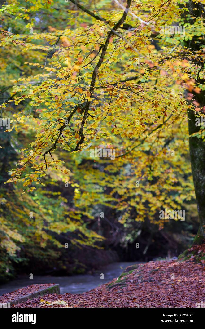 Schöne bunte Blätter auf Bäumen im Herbst. Natürlicher, saisonaler Hintergrund. Frankreich. Stockfoto