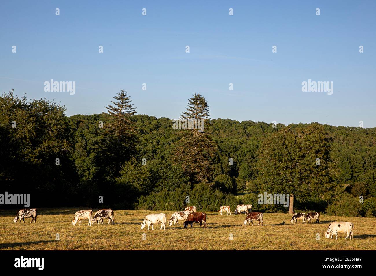 Kühe grasen auf einem Feld in Le Mesnil en Ouche, Frankreich. Stockfoto