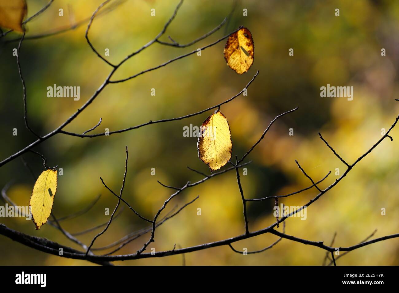 Schöne bunte Blätter auf Bäumen im Herbst. Natürlicher, saisonaler Hintergrund. Frankreich. Stockfoto